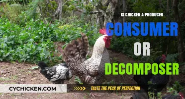 Understanding Chicken's Role: Producer, Consumer, or Decomposer?