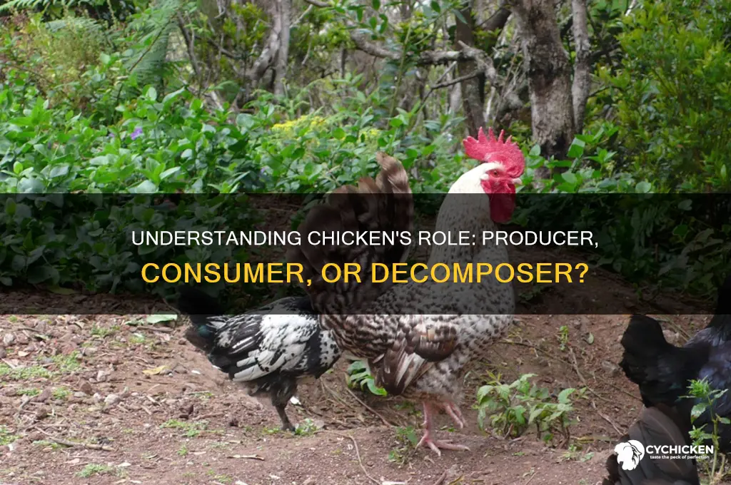 is chicken a producer consumer or decomposer