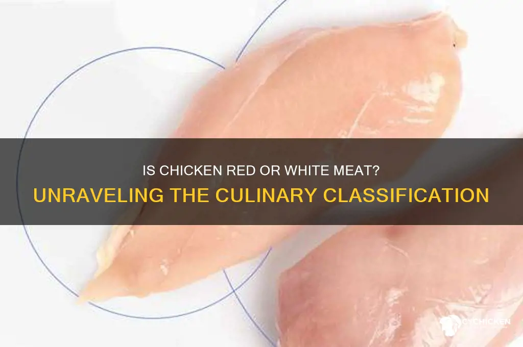 is chicken a red or white meat