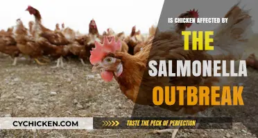 Is Your Chicken Safe? Understanding Salmonella Outbreaks and Risks