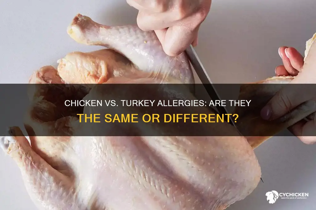 is chicken allergies the same as turkey