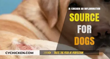 Chicken and Canine Inflammation: Uncovering the Truth for Dog Owners
