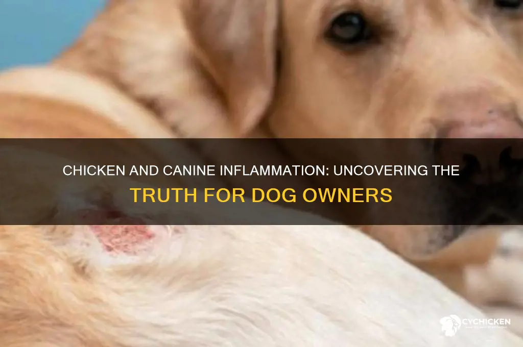 is chicken an inflammation source for dogs