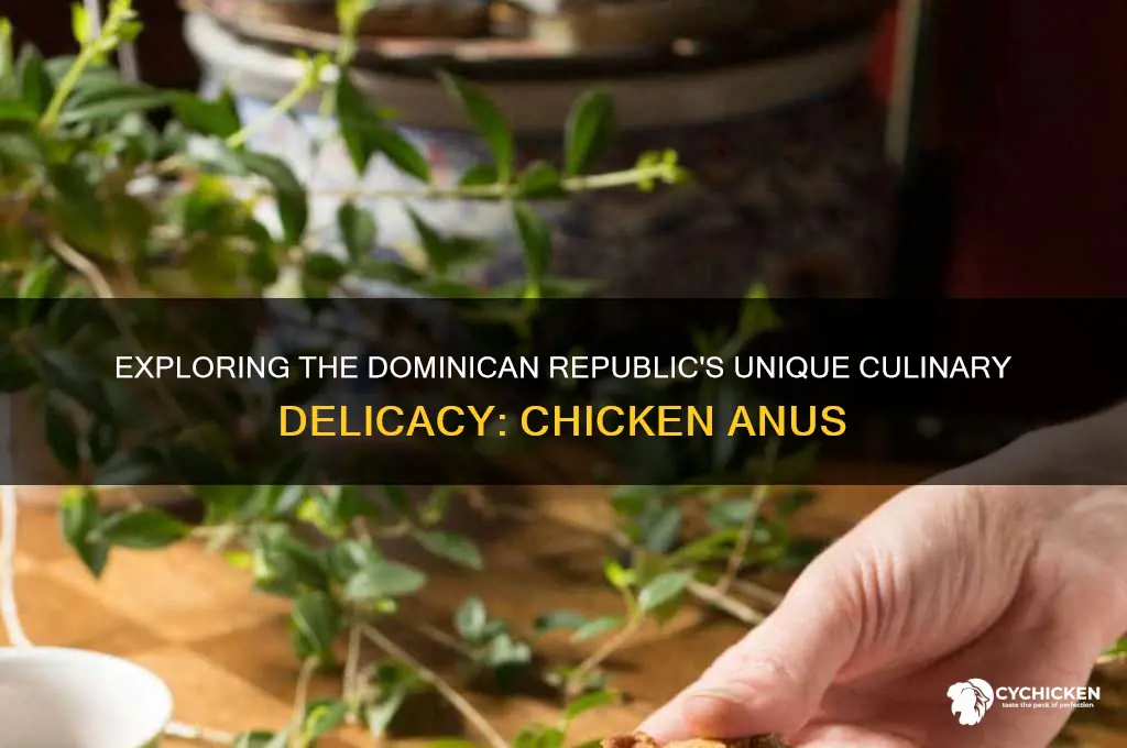is chicken anus a delicacy in dominican republic
