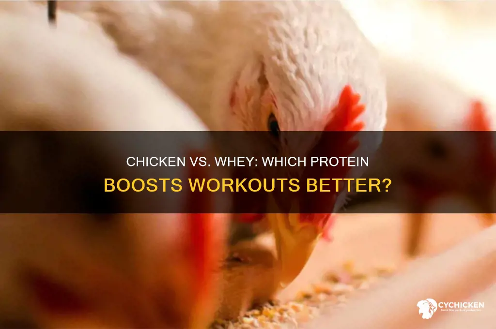 is chicken better for working out than whey