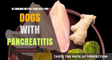 Chicken or Beef: Pancreatitis in Dogs