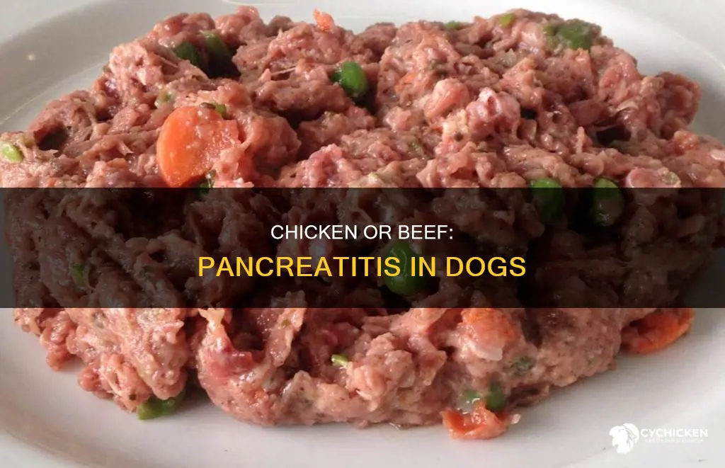 is chicken better than beef for dogs with pancreatitis