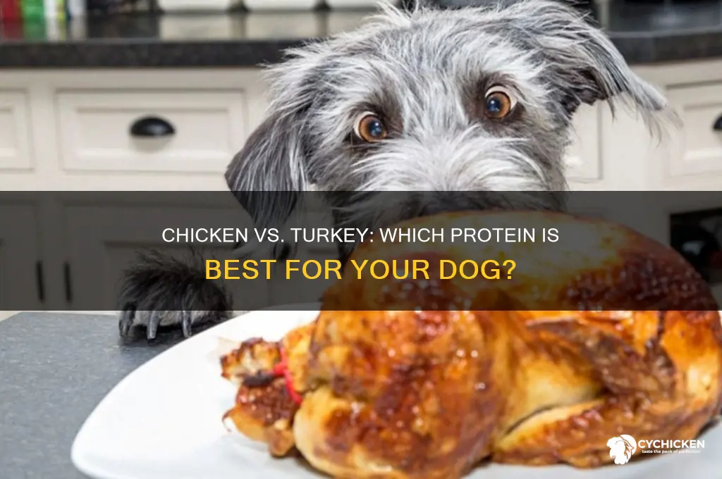 is chicken better than turkey for dogs
