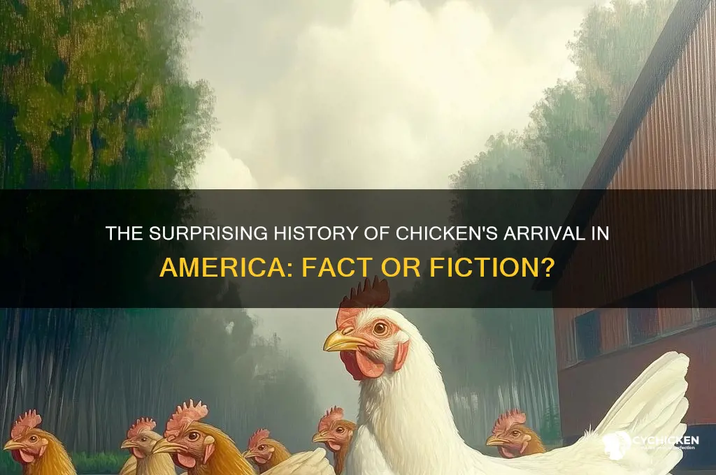 is chicken brought to america or not