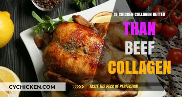 Chicken vs. Beef Collagen: Which Protein Source is Superior?