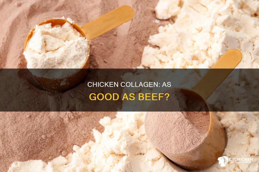 is chicken collagen just as beneficial as beef collagen