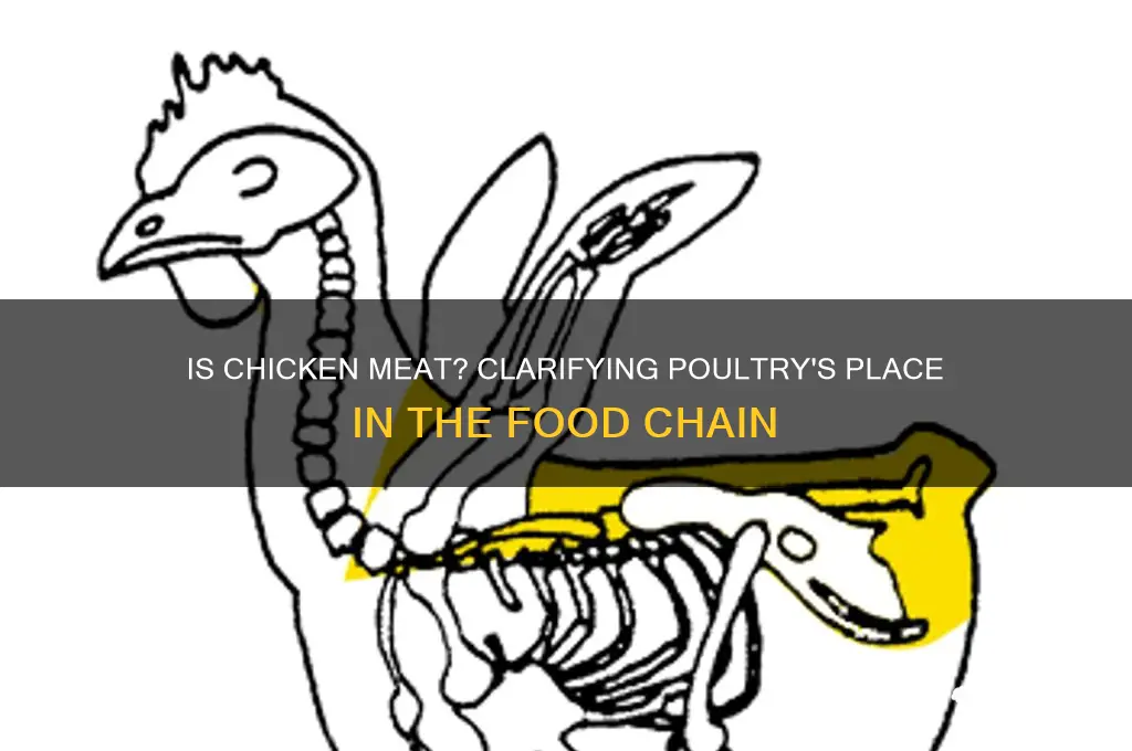 is chicken considered a type of meat
