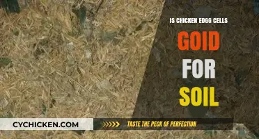 Can Chicken Egg Cells Boost Soil Health? Exploring Benefits and Uses
