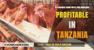 Broiler Chicken Farming: A Profitable Venture in Tanzania?