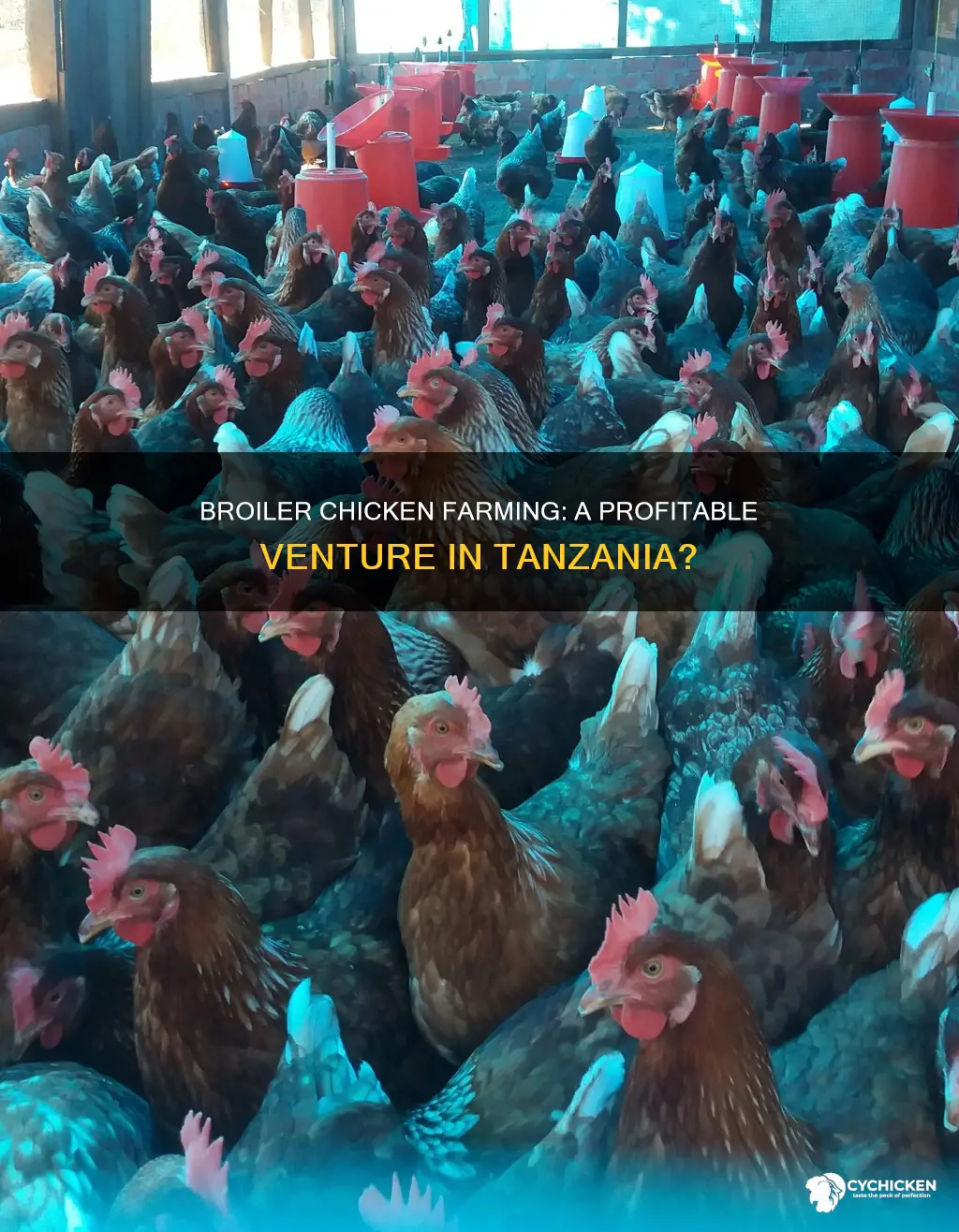 is chicken farm with 300 broliers profitable in tanzania