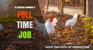 Is Chicken Farming a Full-Time Job? Exploring the Commitment