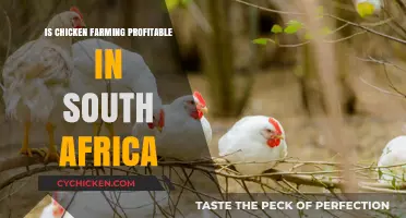 Is Chicken Farming Profitable in South Africa? A Comprehensive Analysis