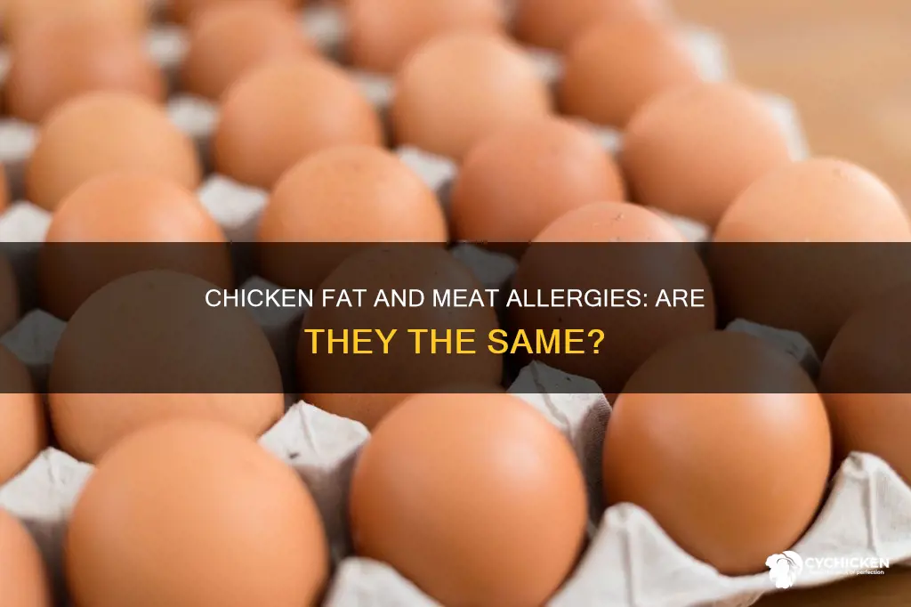 is chicken fat allergy the same as chicken meat allergy