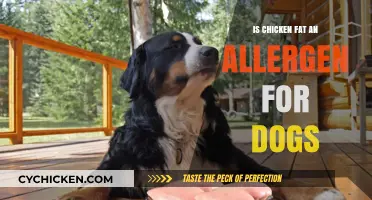 Is Chicken Fat Safe for Dogs? Allergen Concerns Explained
