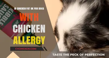 Chicken Fat: Safe Treat for Dogs with Chicken Allergy?