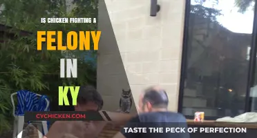 Is Chicken Fighting a Felony in Kentucky? Legal Insights Explained