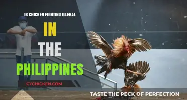 Is Chicken Fighting Illegal in the Philippines? Exploring the Law