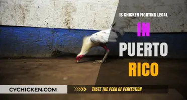 Is Chicken Fighting Legal in Puerto Rico? Exploring the Laws and Ethics