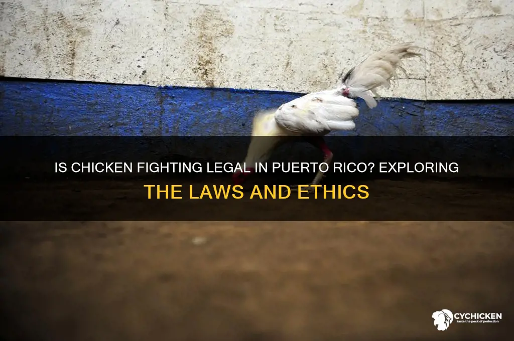 is chicken fighting legal in puerto rico