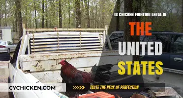 Is Chicken Fighting Legal in the United States? Exploring the Laws