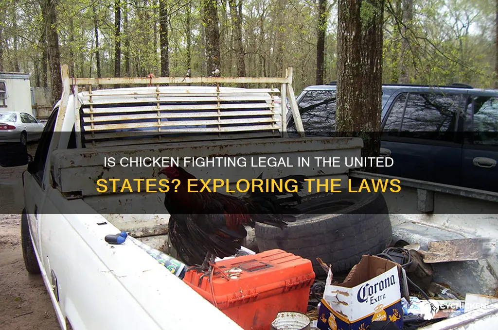 is chicken fighting legal in the united states