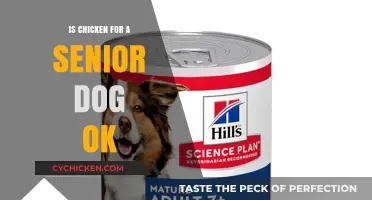 Can Senior Dogs Eat Chicken? Nutrition and Safety Tips