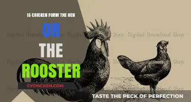 Chicken Origins: Understanding the Roles of Hens and Roosters in Poultry