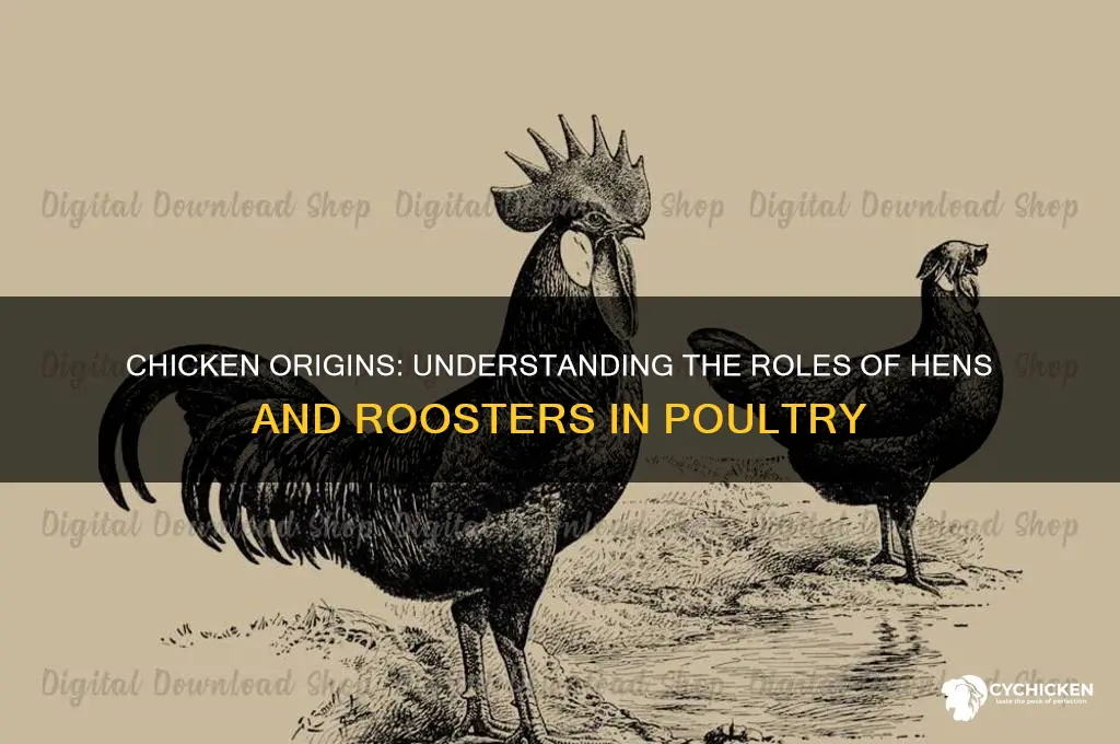 is chicken form the hen or the rooster