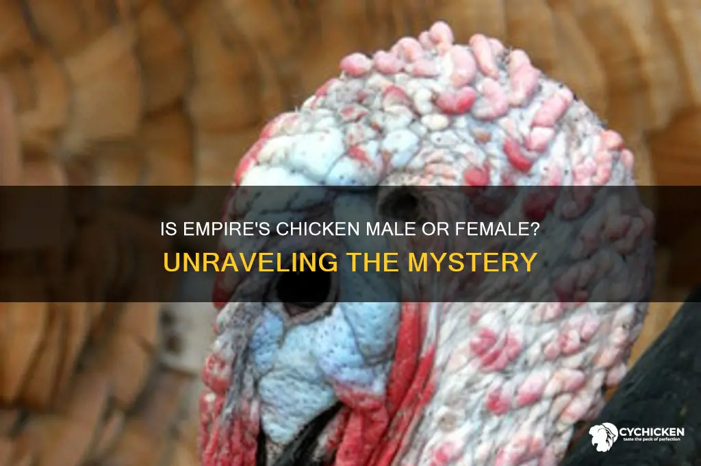 is chicken from empire a boy or girl