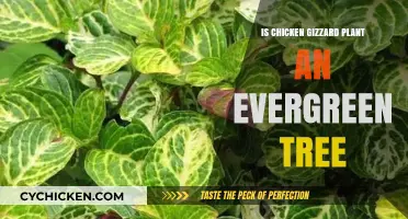 Is Chicken Gizzard Plant an Evergreen Tree? Unraveling the Myth