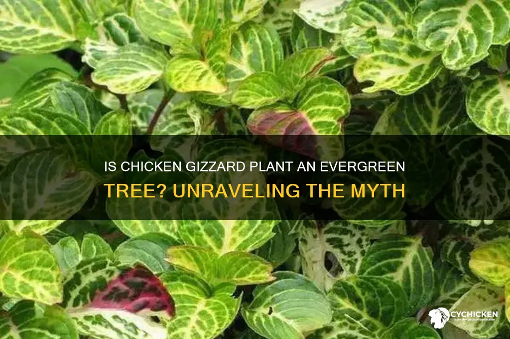 is chicken gizzard plant an evergreen tree