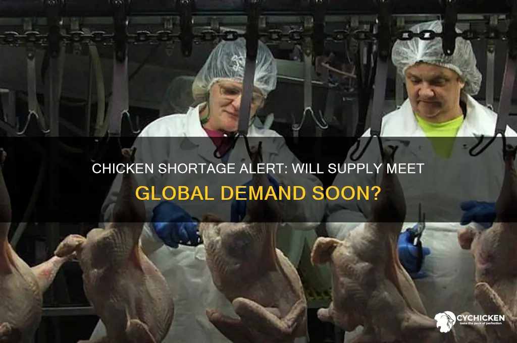 is chicken going to be in short supply