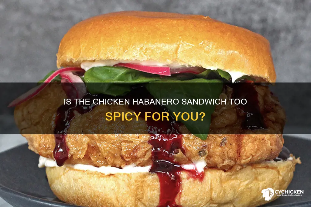 is chicken habanero sandwich is it spicey