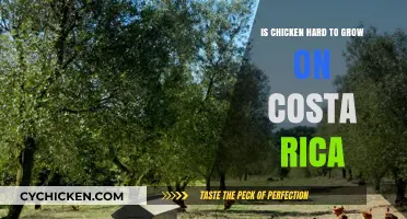 Growing Chicken in Costa Rica: Challenges and Practical Tips