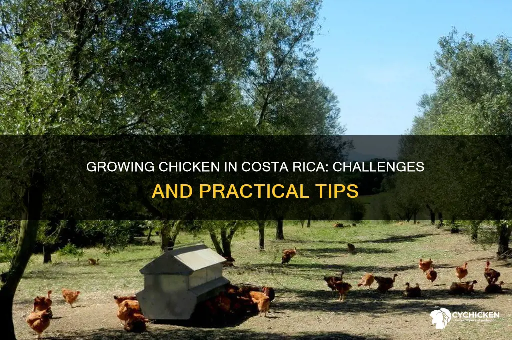 is chicken hard to grow on costa rica