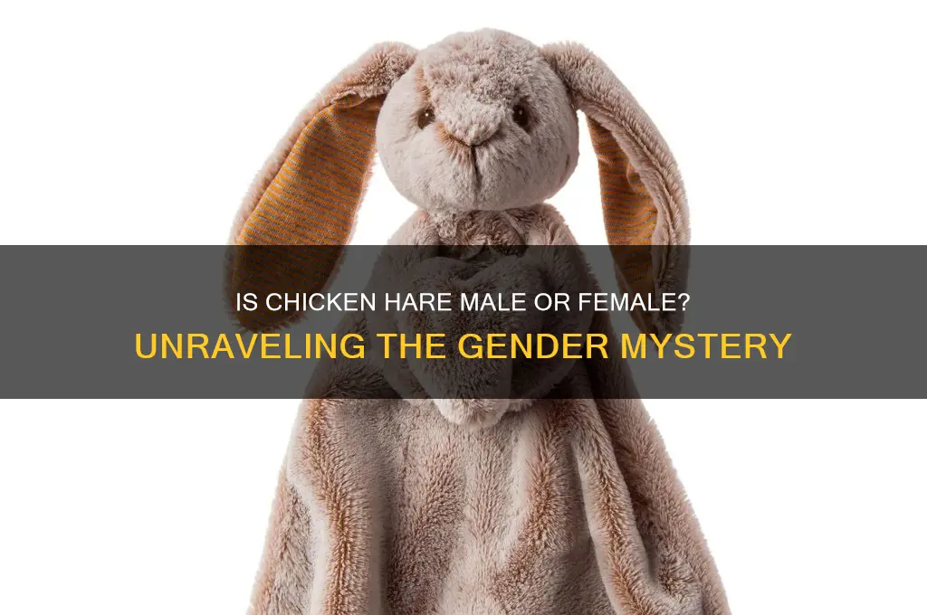 is chicken hare a boy or girl