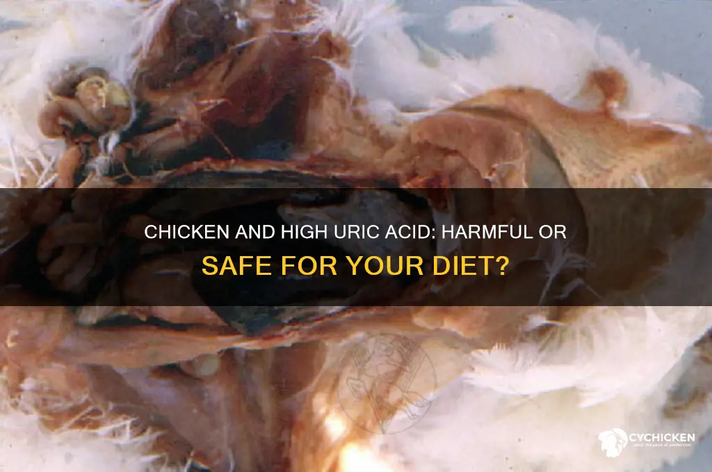 is chicken harmful for high uric acid