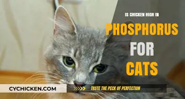 Is Chicken a High-Phosphorus Food for Cats? Find Out Now