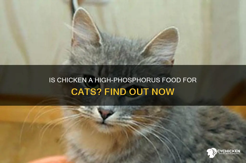 is chicken high in phosphorus for cats