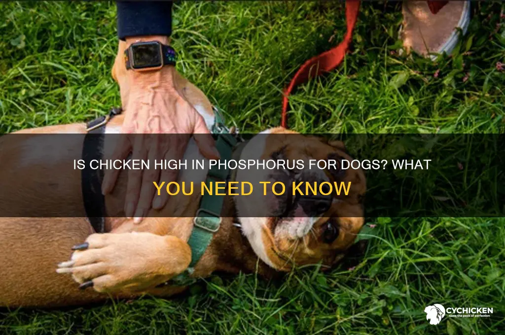is chicken high in phosphorus for dogs
