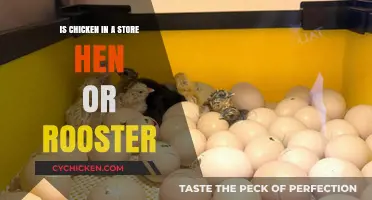 Store-Bought Chicken: Understanding the Difference Between Hen and Rooster Meat