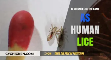 Chicken Lice vs. Human Lice: Understanding the Key Differences