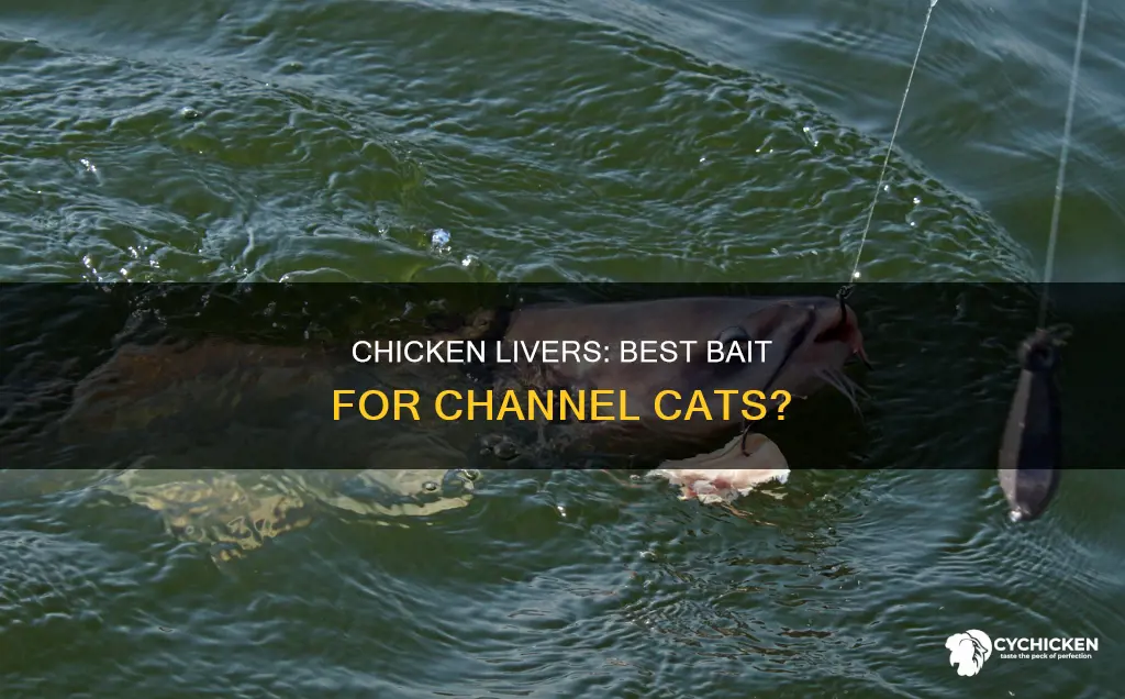 is chicken livers the best bait for channel cat ever