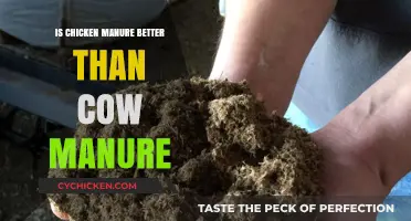 Chicken vs. Cow Manure: Which Fertilizer Boosts Your Garden Best?