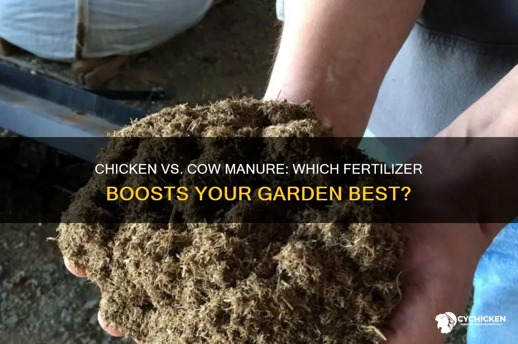 is chicken manure better than cow manure